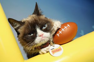 Grumpy Cat Has Died: Remembering the Viral Sensation